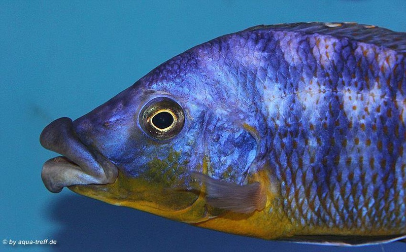 Protomelas sp. 'mbenji thick-lip' Mbenji Island